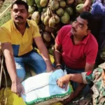 दिल्ली व यूपी के तस्कर चढ़े छत्तीसगढ़ पुलिस के हत्थे, नारियल में छिपाकर ले जा रहे थे हरियाणा, 2 करोड़ का गांजा जब्त