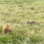 शिकार करने वाला था खूंखार तेंदुआ, तभी दो हिरणों ने मिलकर उसकी मौज ले ली