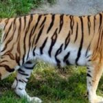 CG NEWS : कानन पेंडारी में बंगाल टाइगर के हमले से शेरनी की मौत, अफसरों के खिलाफ हो रही कार्रवाई की मांग 