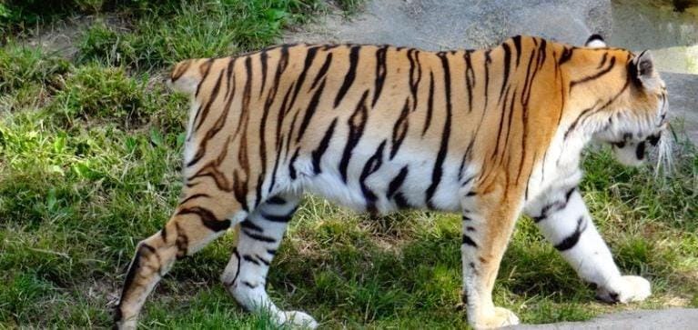 CG NEWS : कानन पेंडारी में बंगाल टाइगर के हमले से शेरनी की मौत, अफसरों के खिलाफ हो रही कार्रवाई की मांग 