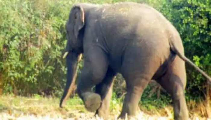 छत्तीसगढ़ में हाथियों ने मचाया आतंक, 24 घंटे में एक युवती समेत तीन लोगों को उतारा मौत के घाट, हाई अलर्ट जारी 