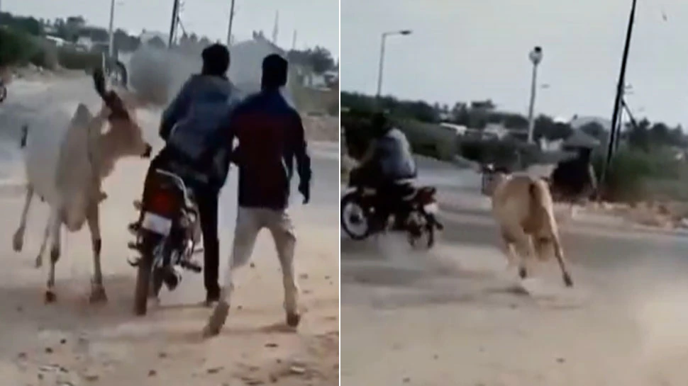 Viral Video: गाय ने बीच सड़क में दौड़ा-दौड़ाकर किया बेहाल, पंगा लेने से पहले सोचेंगे 100 बार!