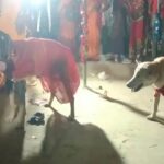 मोतिहारी जिले में कुत्ते और कुतिया की शादी