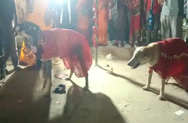 मोतिहारी जिले में कुत्ते और कुतिया की शादी