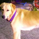 CG NEWS : 17 साल की नाबालिग लड़की ने पी ली कुत्ते की दवा, हुई मौत