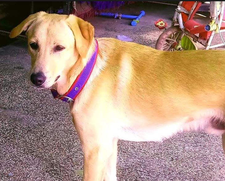 CG NEWS : 17 साल की नाबालिग लड़की ने पी ली कुत्ते की दवा, हुई मौत