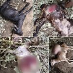CG NEWS : गांव में घुसा खूंखार तेंदुआ, 5 बकरियों का किया शिकार, वन विभाग ने जारी किया अलर्ट