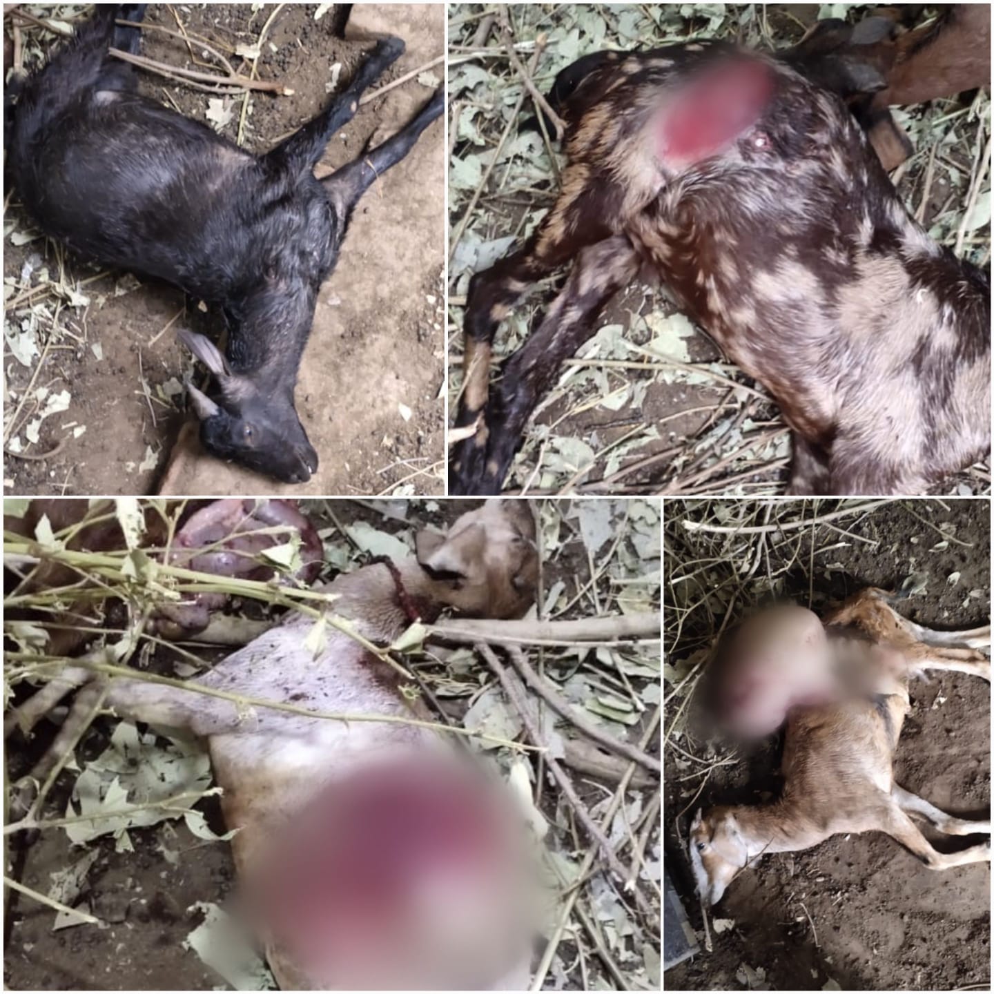 CG NEWS : गांव में घुसा खूंखार तेंदुआ, 5 बकरियों का किया शिकार, वन विभाग ने जारी किया अलर्ट