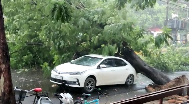 RAIPUR BREAKING : राजधानी के इस पॉस इलाके में कार पर गिरा विशालकाय पेड़, मौके पर निगम की टीम 