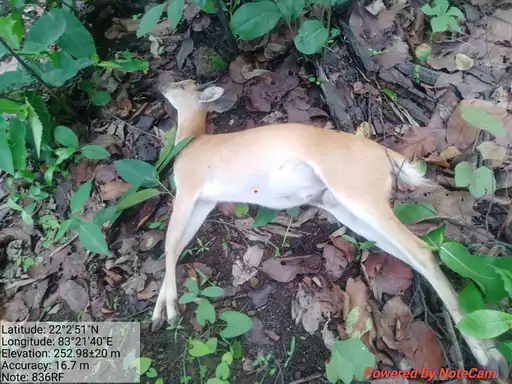 CG NEWS : शिकारियों का हुआ शिकार, हाईटेंशन तार की चपेट में आने से तीन लोगों की मौत, हिरण की भी गई जान