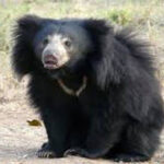 CG NEWS : जू में केज से भालू के भागने से मचा हड़कंप, अब किया गया रेस्क्यू 