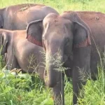CG NEWS : कटहल तोडऩे की आवाज सुनकर बहार निकले तीन भाई, हाथियों के कुचलने से एक की मौत