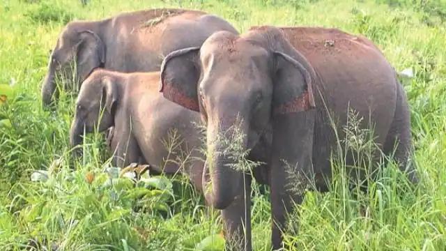 CG NEWS : कटहल तोडऩे की आवाज सुनकर बहार निकले तीन भाई, हाथियों के कुचलने से एक की मौत