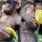 WATCH VIRAL VIDEO : आंखों पर चश्मा पहन चिंपाजी ने स्वैग से खाया केला, जानिए वीडियो देख लोगों ने क्या कहा