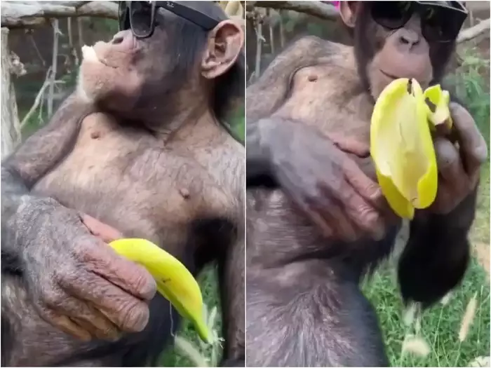 WATCH VIRAL VIDEO : आंखों पर चश्मा पहन चिंपाजी ने स्वैग से खाया केला, जानिए वीडियो देख लोगों ने क्या कहा