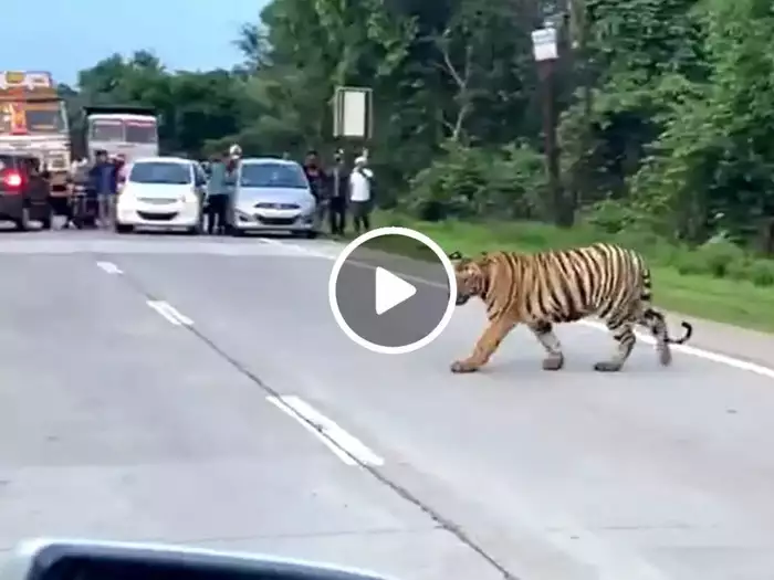 VIDEO : टाइगर पार कर रहा था सड़क, वीडियो देख लोगों को एक बाइक वाले पर गुस्सा आ गया
