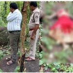 CG CRIME NEWS : जंगल में शादी के जोड़े में मिली युवती की लाश, दुष्कर्म के बाद हत्या की आशंका, शरीर पर लगे मिले कीड़े