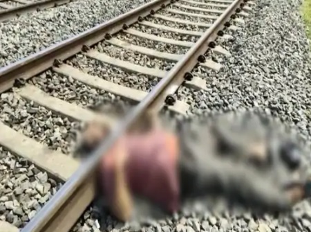 CG NEWS : रेलवे ट्रैक पर ट्रेन से कटकर युवक ने की ख़ुदकुशी, धड़ से अलग मिला सिर