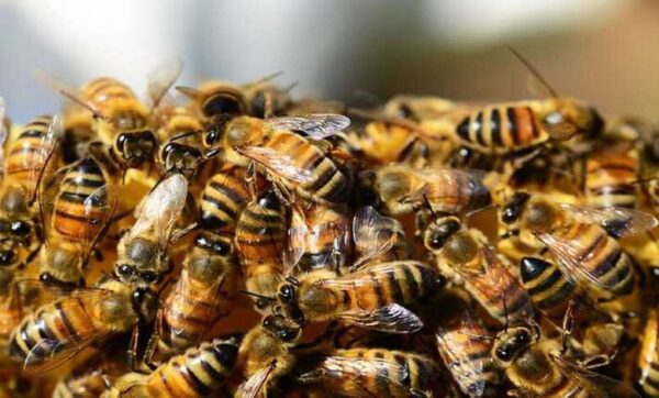 CG NEWS : मधुमक्खियों के झुंड ने महिलाओं पर किया हमला, एक महिला की मौत, कई लोगों ने भाग कर बचाई जान 
