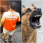 Zomato boy bitten by Dog : डिलीवरी बॉय के प्राइवेट पार्ट को कुत्ते ने कटा, देखें दिल दहला देने वाला VIDEO