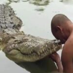 Babiya Crocodile : 70 साल से मंदिर की रखवाली कर रहे दुनिया के इकलौते शाकाहारी मगरमच्छ की मौत 