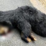 CG NEWS : सड़क पार करने के दौरान तेज रफ्तार वाहन की टक्कर से भालू की मौत, फरार चालाक की तलाश जारी 