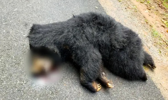 CG NEWS : सड़क पार करने के दौरान तेज रफ्तार वाहन की टक्कर से भालू की मौत, फरार चालाक की तलाश जारी 