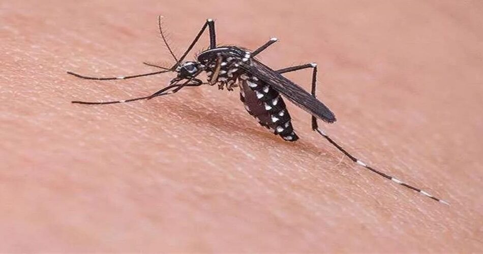 Dengue Attack : छत्तीसगढ़ में डेंगू का खतरा बढ़ा, रायपुर मे