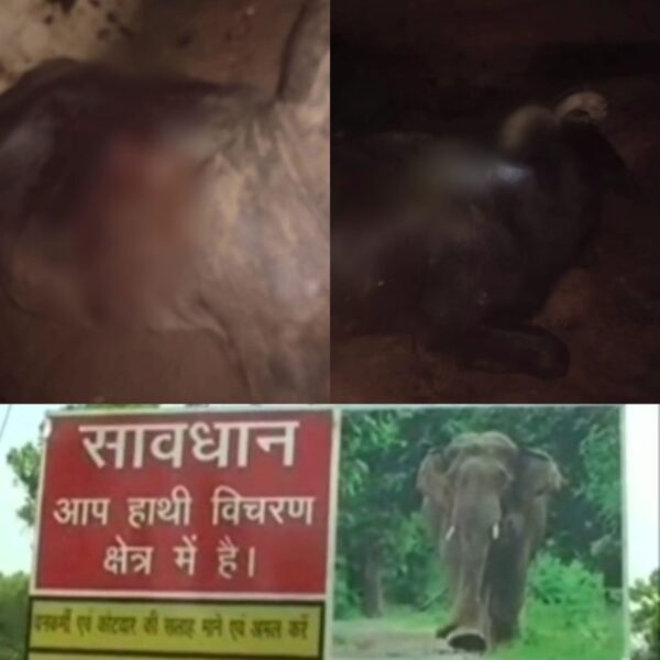 CG BREAKING : हाथियों का आतंक जारी, देर रात 2 पालतू पशुओं की कुचल कर ले ली जान, ग्रामीणों में भारी आक्रोश 