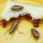 Cockroach Home Remedies : क्या आप भी बाथरूम या किचन में घूमते कॉकरोच से हैं परेशान? इस नुस्‍खे से तुरंत भगाना है आसान