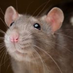 CRIME NEWS : चूहे की हत्या के आरोप में युवक गिरफ्तार, पोस्टमॉर्टम के लिए भेजा गया शव 