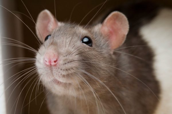 CRIME NEWS : चूहे की हत्या के आरोप में युवक गिरफ्तार, पोस्टमॉर्टम के लिए भेजा गया शव 