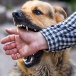 BIG NEWS : पालतू जानवरों को लेकर बड़ा फैसला, कुत्ते ने काटा तो मालिक पर लगेगा 10 हजार जुर्माना 
