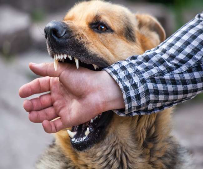 BIG NEWS : पालतू जानवरों को लेकर बड़ा फैसला, कुत्ते ने काटा तो मालिक पर लगेगा 10 हजार जुर्माना 