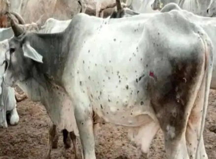 CG NEWS : छत्तीसगढ़ में यहाँ बढ़ा लाम्पी वायरस का खतरा, 250 से ज्यादा गायें बीमार, पशुपालन विभाग विभाग अलर्ट 
