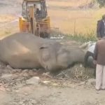 CG Big News: Big update on elephant's death: It was electrocuted.