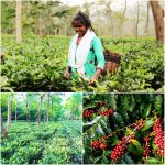 CG NEWS : छत्तीसगढ़ की चाय-कॉफी की खुशबू बिखर रही चहुं ओर, इसकी खेती किसानों के लिए बन रही बेहतर आय का जरिया