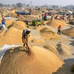Paddy purchase campaign: So far 63.86 lakh metric tonnes of paddy has been procured on the support price in Chhattisgarh, 38.55 lakh metric tonnes of paddy has been lifted