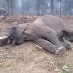 CG NEWS : पिंगला अभ्यारण की शान माने जाने वाले सबसे बुजुर्ग हाथी सिविल बहादुर की मौत, सम्मान के साथ होगा अंतिम संस्कार