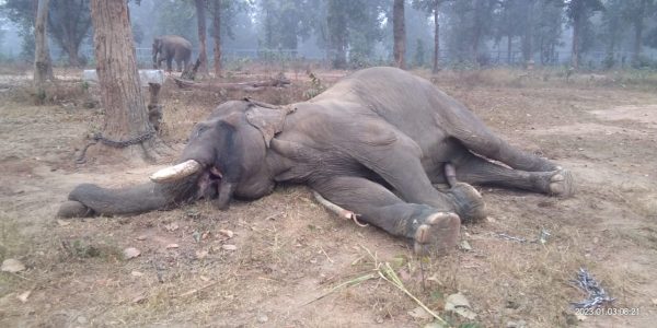 CG NEWS : पिंगला अभ्यारण की शान माने जाने वाले सबसे बुजुर्ग हाथी सिविल बहादुर की मौत, सम्मान के साथ होगा अंतिम संस्कार