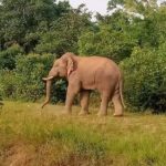 CG NEWS: Detailed elephant encamped, people in panic, forest department refused to leave the house