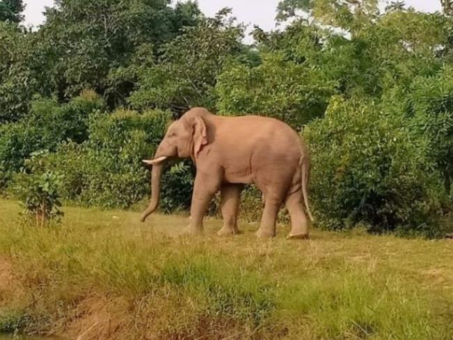 CG NEWS: Detailed elephant encamped, people in panic, forest department refused to leave the house