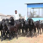 CG NEWS : Osmanabadi breed will increase the income of farmers, the state's first goat breeding sub-centre established in Durg district
