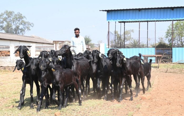 CG NEWS : Osmanabadi breed will increase the income of farmers, the state's first goat breeding sub-centre established in Durg district