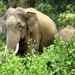CG NEWS : हाथियों ने फिर खेला खूनी खेल, दो ग्रामीणों को उतारा मौत के घाट, मचा हड़कंप  