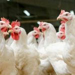 CG BIG NEWS : छत्तीसगढ़ में बर्ड फ्लू की दहशत, तीन दिन में 3700 मुर्गियों की मौत, बिक्री पर लगी रोक 