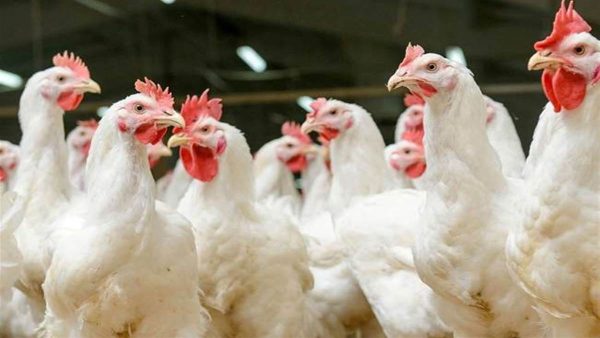 CG BIG NEWS : छत्तीसगढ़ में बर्ड फ्लू की दहशत, तीन दिन में 3700 मुर्गियों की मौत, बिक्री पर लगी रोक 