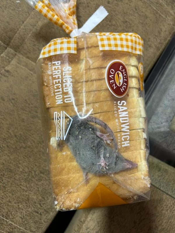 INTERESTING NEWS : ऑनलाइन मंगाई थी ब्रेड, पैकेट में निकला जिंदा चूहा, देखें तस्वीरें 