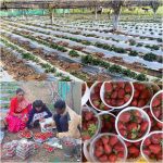 CG NEWS : छत्तीसगढ़ में हो रही स्ट्राबेरी की खेती, गुणवत्ता में अच्छी, राष्ट्रीय बागवानी मिशन से मिल रही मदद