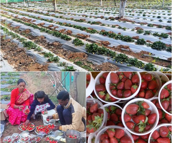 CG NEWS : छत्तीसगढ़ में हो रही स्ट्राबेरी की खेती, गुणवत्ता में अच्छी, राष्ट्रीय बागवानी मिशन से मिल रही मदद